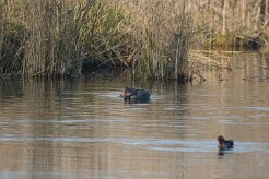Canard Chipeau_737A1588 null