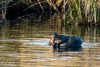 Canard Chipeau Canard Chipeau