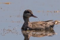 Canard Chipeau Canard Chipeau