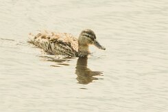 Canard chipeau_240605_6254-2 null