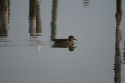 Canard chipeau_737A1292 null
