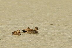 Canard chipeau_737A6004-2 null