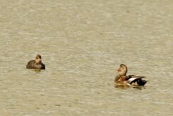 Canard chipeau_737A6006-2 null