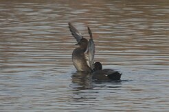 Canard chipeau_737A6559 null