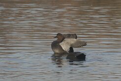 Canard chipeau_737A6560 null