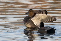 Canard chipeau Canard chipeau