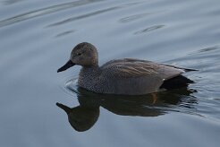 Canard chipeau_737A6694 null