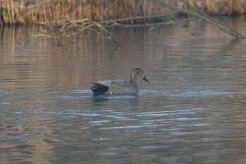 Canard chipeau_737A6696 null