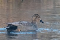 Canard chipeau Canard chipeau