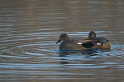Canard chipeau_737A6702 null