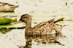 Canard chipeau_7D1_3585 null