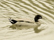 canard_chipeau_01-2 null