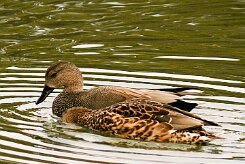 canard_chipeau_02-2 null