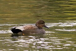 canard_chipeau_03-2 null
