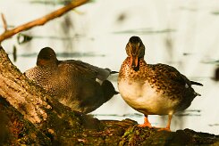 canard_chipeau_04-2 null