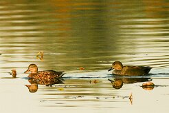 canard_chipeau_05-2 null
