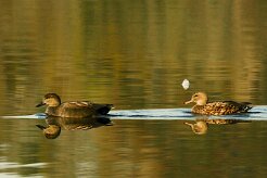 canard_chipeau_06-2 null