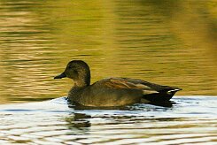 canard_chipeau_07-2 null