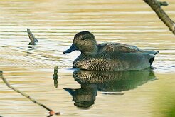 canard_chipeau_08-2 null