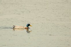 Canard colvert_240604_5879-2 null