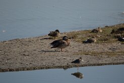 Canard colvert_737A0884 null