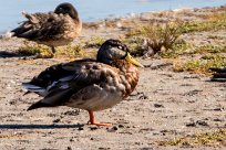 Canard colvert Canard colvert