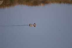 Canard colvert_737A1143 null