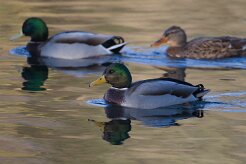 Canard colvert_737A3777 null