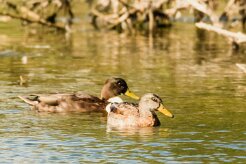 Canard colvert_737A6026-2 null