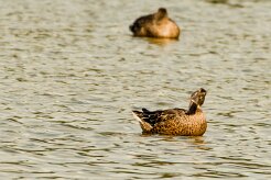 Canard colvert_737A6032-2 null