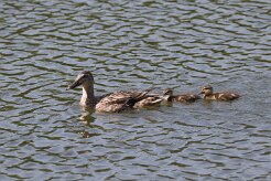 Canard colvert_737A8148 null