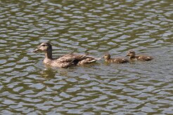 Canard colvert_737A8149 null