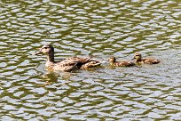 Canard colvert Canard colvert