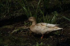 Canard colvert_737A8311 null
