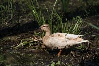 Canard colvert Canard colvert