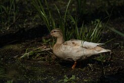 Canard colvert_737A8312 null
