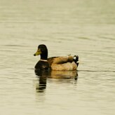 canard_colvert_03-2 null