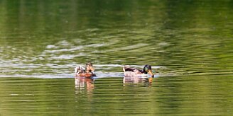 canard_colvert_07-2 null