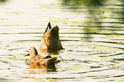 canard_colvert_08-2 null