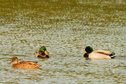 canard_colvert_09-2 null