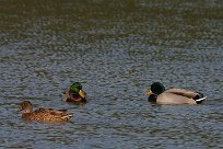 canard_colvert_09