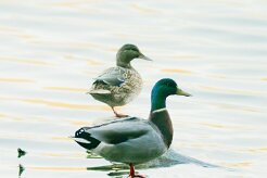 canard_colvert_10-2 null