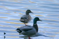 canard_colvert_10