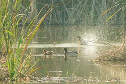 canard_colvert_11-2 null