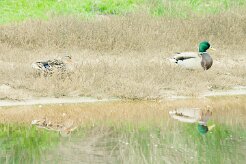 canard_colvert_12-2 null