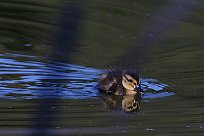 canard_colvert_15