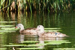 canard_mandarin_01-2 null