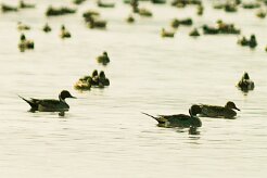 canard_pilet_01-2 null