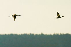 canard_pilet_02-2 null