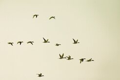 canard_pilet_03-2 null